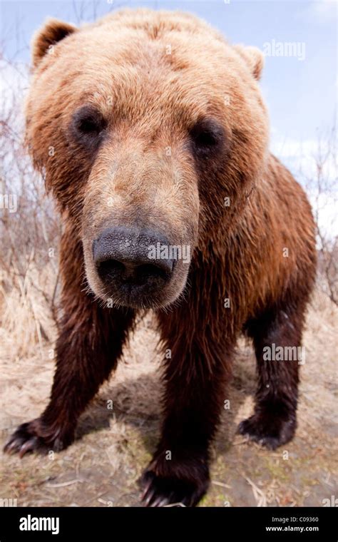 Close Up With A Wide Angle Of A Brown Bear At The Alaska Wildlife