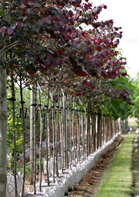 Cercis Canadensis Forest Pansy Judas Tree Small Trees For Garden