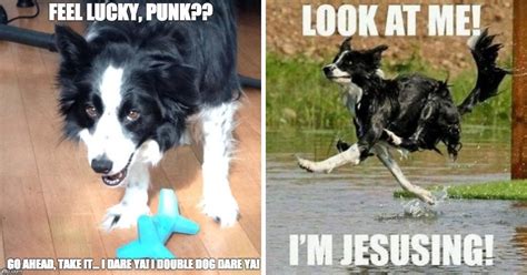 21 Border Collie Memes Guaranteed To Make You Laugh The Paws
