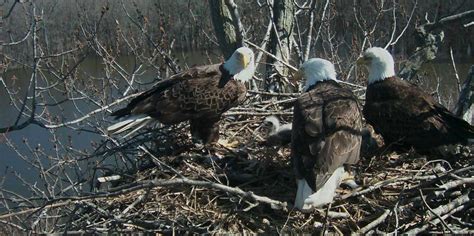 trio bald eagle nest cam live stewards of the upper mississippi river refuge bald eagle