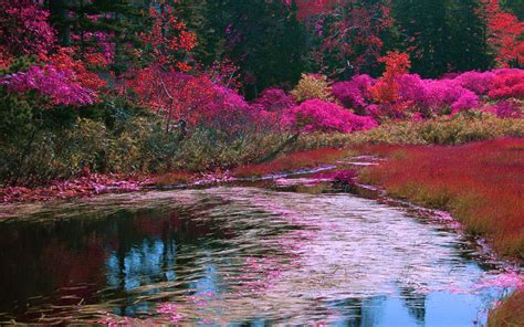 Spring Lake Multicolor Flowers Wallpaper Nature And Landscape