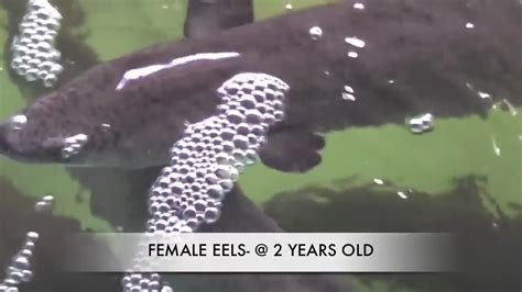 How To Grow Eels Eel Farming In Australia Youtube