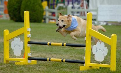You can play with it and build an obstacle course. Exercise with Your Pet