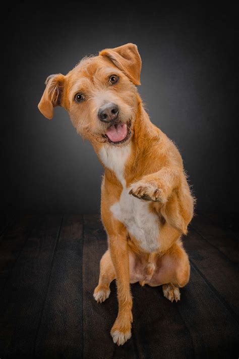 Fetch Featured on Redfin | What is Denver Known For - fetchphototruck.com