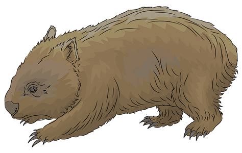Common Wombat Clipart Free Download Transparent Png Creazilla