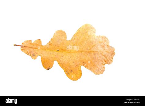 Oak Tree Leaves In Different States Of Withering Isolated On White