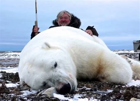 Trophy Hunters In The Arctic Pose Beside Endangered Slaughtered Polar