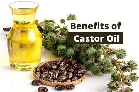 Amazing Benefits Of Castor Oil And Its Uses Go Lifestyle Wiki