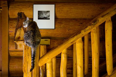 Cat In Log Cabin Flickr Photo Sharing