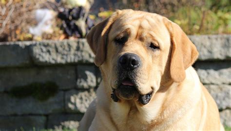 We are a family of golden retriever lovers and we have immersed ourselves in learning and loving everything we can about this amazing breed of. Yellow Lab - Your Guide To The Yellow Labrador Retriever