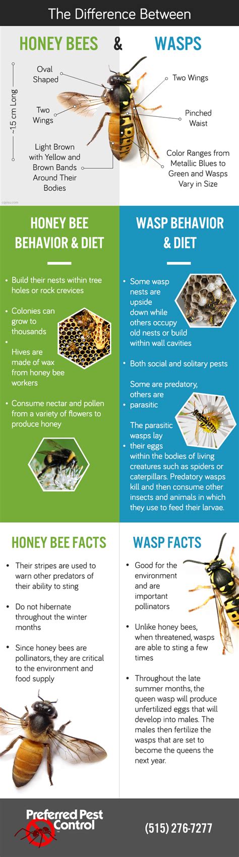Bee Vs Wasp Vs Hornet In Iowa Preferred Pest Control