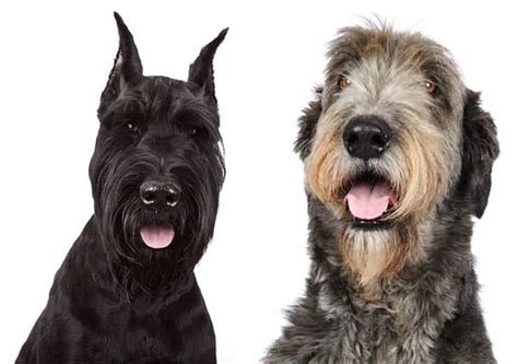 Irish Wolfhound Mix 10 Most Popular Irish Wolfhound Mix Dogs