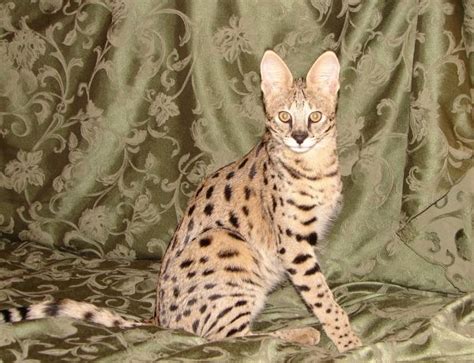 36 Exotic House Cats Pictures Information RedecorationRoom