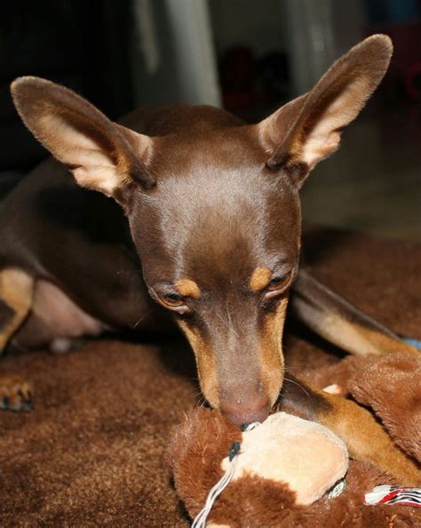 I was the victim of a puppy scam a month prior to finding puppyspot. KC Chocolate/tan Miniature Pinscher for STUD | Edgware ...
