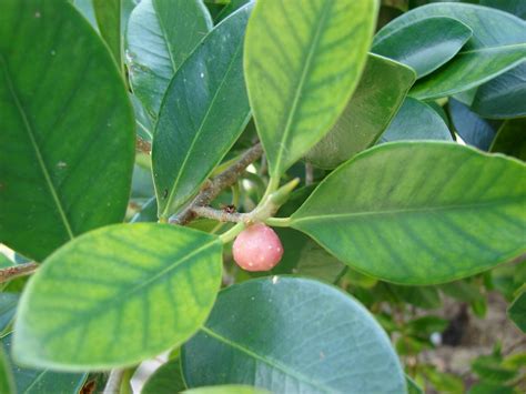 The complete guide to rhododendron shrubs. Ficus microcarpa - UF/IFAS Assessment - University of ...