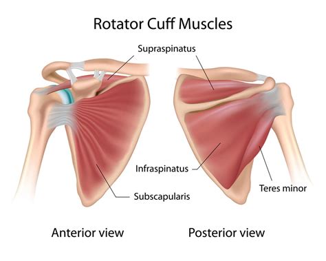Rotator Cuff Injuries And How Yoga Can Help