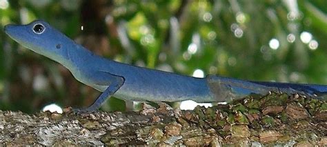 Native Reptiles Of Colombia