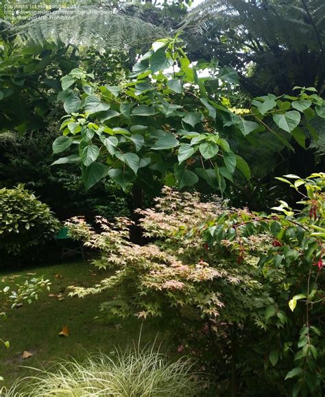 Maybe you would like to learn more about one of these? Plant Identification: CLOSED: Tree with Large Heart Shaped ...