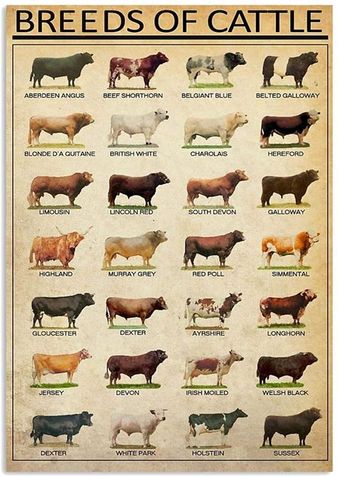 Breeds Of Beef Cattle Poster Cow Breeds Poster 11x17 Inches Etsy Hong