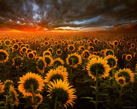 Sunflower Field At Sunset Hd Wallpaper Background Image 2000x1598