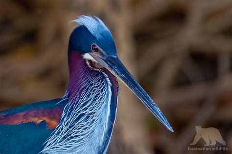 Agami Heron Explored Portrait Of The Most Colorful And I Flickr