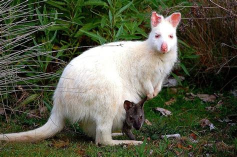 Black And White 10000 Views Albino Animals Australian Animals