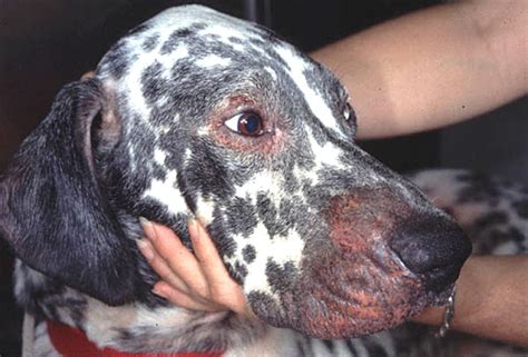 The dog allergy test starts from just $99. Dog Allergies? Treating Itchy Skin Allergies in Dogs