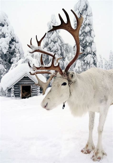 10 Reasons Why Lapland Is The Most Magical Place To Ce Na Stylowipl