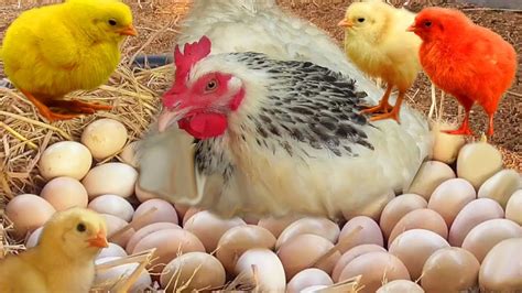 Sussex Hen Harvesting Eggs To Chicks Miracle Baby Born Murgi Chick