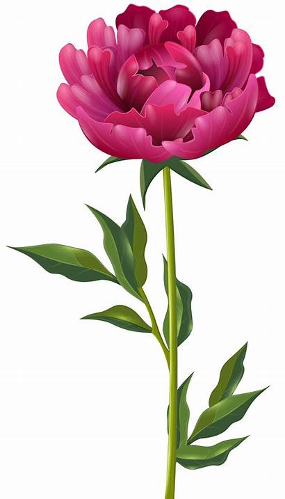 Peony Clip Clipart Flower Flowers Paeonia Rose