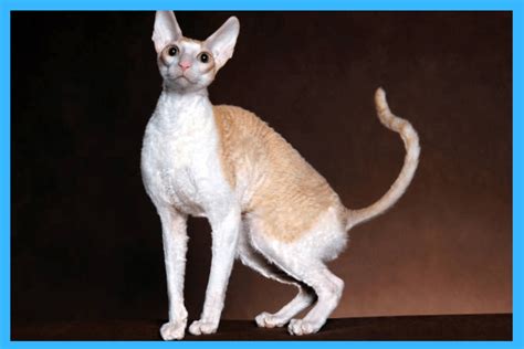Difference Between Devon Rex And Cornish Rex A Detailed Comparison