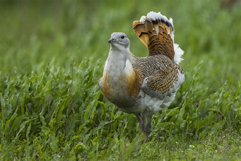 9 Largest Flying Birds In The World