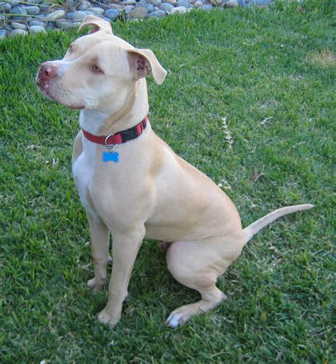 What exactly is a pit bull? of Pit Bulls and morons....: The REAL American Pit Bull ...