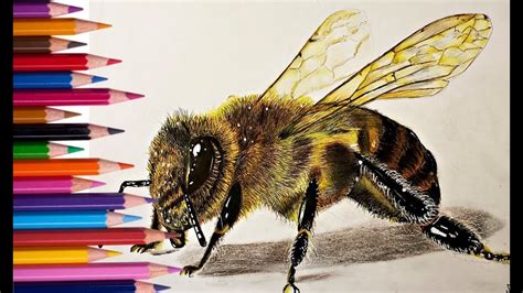 How To Draw A Realistic Bee Drawings Bee Learn Watercolor