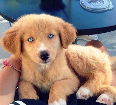 Your golden retriever mix could be the same or they could take after the other parent breed. Pin by Courtney-Nicole Gatlin on Puppy Power!!!! (With ...