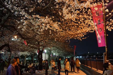 Yozakura Cherry Blossoms At Night In Asakusa