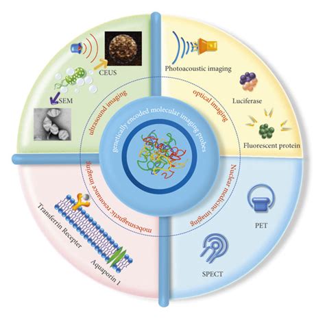 Application Of Genetically Encoded Molecular Imaging Probes In Tumor