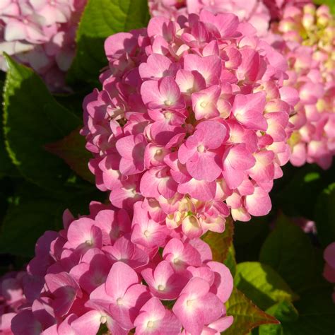 Hydrangea Macrophylla La France