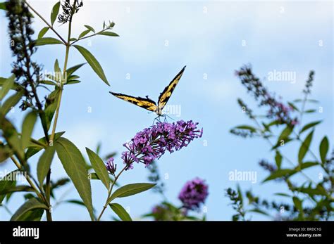 Tiger Swallowtail Butterfly Hi Res Stock Photography And Images Alamy