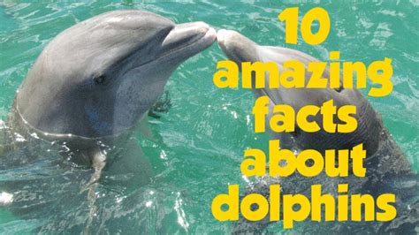 10 Amazing Facts About Dolphins Youtube