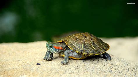 Cute Turtle Wallpapers Top Free Cute Turtle Backgrounds Wallpaperaccess