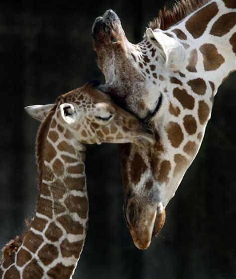 Mom Giraffe And Baby Giraffes Photo 28798810 Fanpop