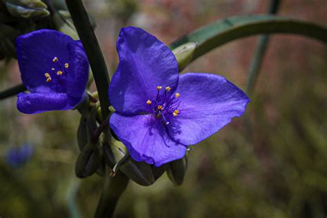 Macro Purple Wildflower Oklahoma Wildlife Refuge Flickr