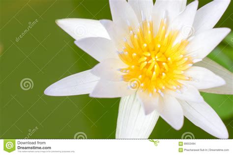 The Close Up Yellow Pollen Of Lotus Flower In Pool Water Copy S Stock