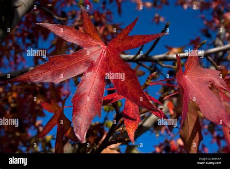 Japanese Maple Tree Leaves Close Up During The Fall Or Autumn November