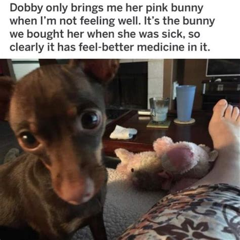 Funny Animal Memes To Feel Proud About Pets