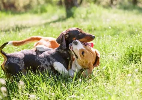 Beagle Dachshund Mix The Complete Care Guide Perfect Dog Breeds