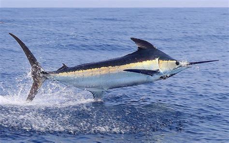 Blue Marlin Fun Facts About A Great Pelagic Fish Sundot Marine