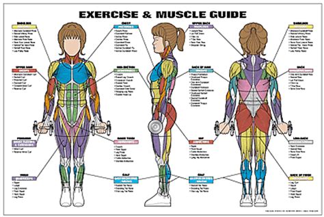 Female Back Muscles Chart Female Muscle Diagram Clinical Charts And