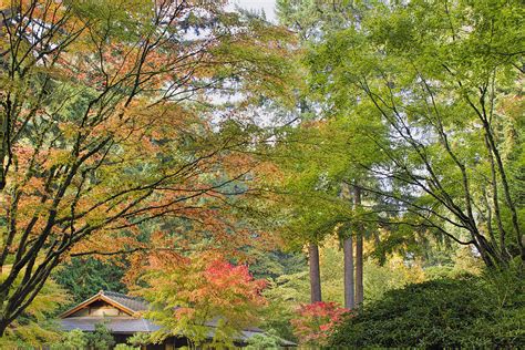 Tall Upright Japanese Maple Tree In Fall Photograph By David Gn Fine